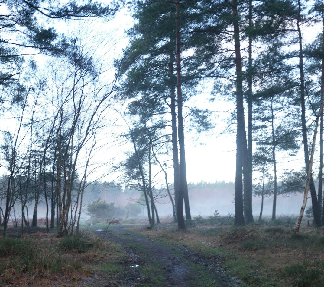 foggy forest path at dusk